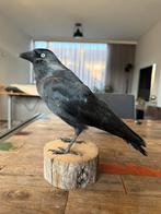 Geprepareerde Kauw, Verzamelen, Dierenverzamelingen, Ophalen of Verzenden, Zo goed als nieuw, Vogel, Opgezet dier