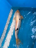 Gratis 45 cm koi, Dieren en Toebehoren, Vissen | Vijvervissen, Karper of Koi