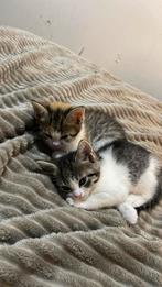 Kittens te koop, Dieren en Toebehoren, Katten en Kittens | Raskatten | Korthaar, Poes