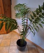 Emerald Kunstplant Leervaren 150cm, Huis en Inrichting, Woonaccessoires | Kunstplanten en Kunstbloemen, Ophalen of Verzenden, Nieuw