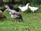 Araucana kippen, Vrouwelijk, Kip