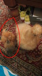 2 usa zijdehoentjes lief en tam gratis, Dieren en Toebehoren, Pluimvee, Mannelijk, Kip