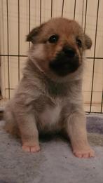 Pomsky reutje & teefje, Parvo, 8 tot 15 weken, Meerdere, Meerdere dieren