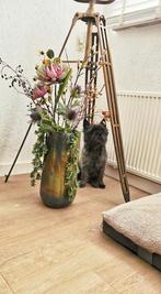 cairn terrier, Dieren en Toebehoren, Rabiës (hondsdolheid), Eén hond, 3 tot 5 jaar, Nederland