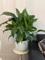 Spathiphyllum (Lepelplant) in pot, Huis en Inrichting, Kamerplanten, Ophalen, Overige soorten, Halfschaduw, In pot