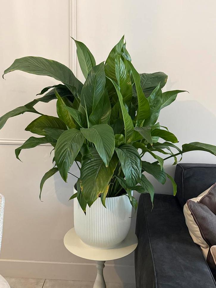 Spathiphyllum (Lepelplant) in pot, Huis en Inrichting, Kamerplanten, Overige soorten, Minder dan 100 cm, Bloeiende kamerplant