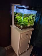 Superfish qubiq 30 met garnalen en belachelijk veel spullen, Ophalen, Zo goed als nieuw, Gevuld zoetwateraquarium