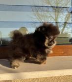 Mini Pomeriaan, Dieren en Toebehoren, Rabiës (hondsdolheid), 8 tot 15 weken, Buitenland, Eén hond