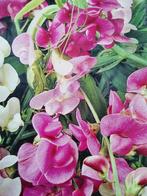 Zaden SIERERWT roze - Lathyrus Latifolius, meerjarig, Tuin en Terras, Bloembollen en Zaden, Ophalen of Verzenden, Zaad