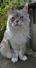 Maine Coon poes met stamboom, Dieren en Toebehoren, Katten en Kittens | Raskatten | Langhaar, Poes, Gechipt, 3 tot 5 jaar