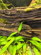 5 algeneters (Ancistrus) te koop, Dieren en Toebehoren, Vis
