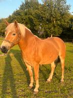 Te koop drachtige haflinger merrie, Dieren en Toebehoren, Merrie