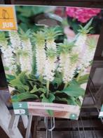 Euomis ananas plant, Ophalen of Verzenden, Volle zon