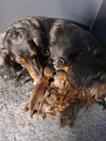 Teckel pups  te reserveren  beschikbaar voor biedingen