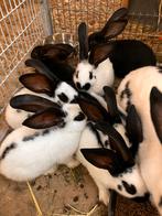 Lotharinger konijn groot ( jongen ), Dieren en Toebehoren, Meerdere dieren, Groot, 0 tot 2 jaar