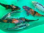 koi karpers, Karper of Koi