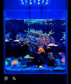 !!GEZOCHT!! Zoutwater aquarium/ reeftank, Dieren en Toebehoren, Ophalen of Verzenden, Zo goed als nieuw, Leeg aquarium
