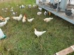 Jonge hennen, leghorn kriel diverse kleurslagen, Dieren en Toebehoren, Pluimvee, Meerdere dieren, Kip
