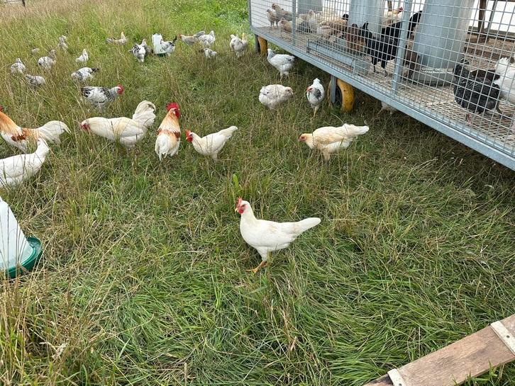 Jonge hennen, leghorn kriel diverse kleurslagen, Dieren en Toebehoren, Pluimvee, Kip, Meerdere dieren