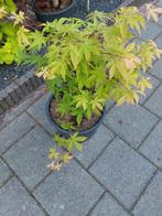 Japanse Esdoorn osakazuki, Tuin en Terras, Planten | Tuinplanten, Ophalen