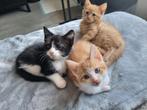 Lieve kittens te koop, Dieren en Toebehoren, Meerdere dieren