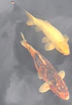 Koikarpers, Karper of Koi