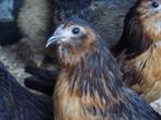 Antwerpse baardkrielen | Sierlijke kippen | Goed advies!, Dieren en Toebehoren, Pluimvee, Kip, Meerdere dieren