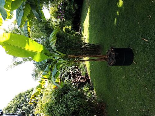 musa basjoo banaan, Tuin en Terras, Planten | Fruitbomen, Overige soorten, Minder dan 100 cm, Ophalen