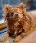 Herplaatsbare hond chihauhua, 6 jaar of ouder, Rabiës (hondsdolheid), Reu, Eén hond