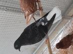 Te koop duiven, Dieren en Toebehoren, Vogels | Duiven, Geslacht onbekend, Overige soorten