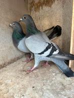 Koppel postduiven van 2025, Dieren en Toebehoren, Vogels | Duiven, Meerdere dieren, Postduif