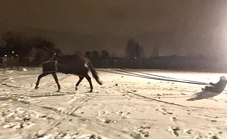 AES & BWP gekeurde dekhengst, Dieren en Toebehoren, Paarden en Pony's | Dekhengsten en Fokmerries, Hengst