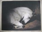 Charlotte Dumas -  Anima - Paardenfoto's, Verzenden