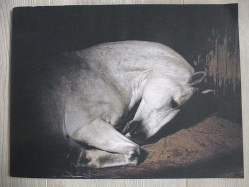 Charlotte Dumas -  Anima - Paardenfoto's, Antiek en Kunst, Kunst | Tekeningen en Foto's, Verzenden