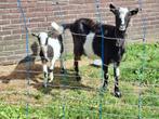 Boklam te koop, Dieren en Toebehoren, Schapen, Geiten en Varkens, Mannelijk, Geit, 0 tot 2 jaar