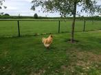 Orpington groot, Dieren en Toebehoren, Meerdere dieren, Kip