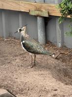 0-1 europese kievit, Dieren en Toebehoren, Vrouwelijk, Overige soorten