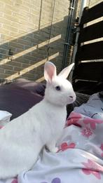 Konijn MET hok en toebehoren!, Mannelijk, Klein, 0 tot 2 jaar