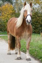 enthousiaste en zorgzame verzorger gezocht, Dieren en Toebehoren, Ophalen