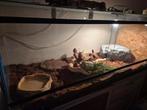 Terrarium 150x60x60, Dieren en Toebehoren, Reptielen en Amfibieën | Toebehoren, Ophalen, Gebruikt