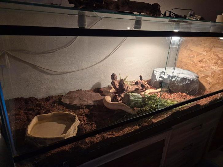 Terrarium 150x60x60, Dieren en Toebehoren, Reptielen en Amfibieën | Toebehoren, Gebruikt, Ophalen