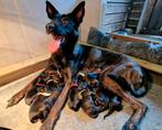 Mechelse herder x Hollandse herder pups, 8 tot 15 weken, Meerdere, Meerdere dieren, Herder