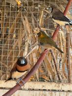 Koppel bruinborst rietvinken, Dieren en Toebehoren, Meerdere dieren, Tropenvogel, Geringd