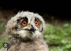 Opgezette uilskuiken gezocht taxidermie, Verzamelen, Dierenverzamelingen, Ophalen of Verzenden, Wild dier, Opgezet dier