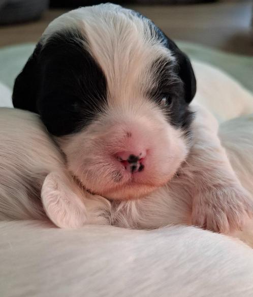 Boomer pups, Dieren en Toebehoren, Honden | Chihuahua's en Gezelschapshonden, Meerdere dieren, Overige rassen, Particulier, Meerdere