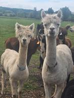2 Mooie en Lieve Alpaca Merries te koop (Drachtig 2025!), Dieren en Toebehoren, Augustus, Vrouwelijk