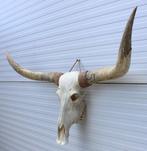 Grote schedel TEXAS STYLE LONGHORN 141 cm - ref. C, Ophalen, Nieuw, Boerderijdier, Schedel