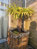 Palmboom Trachycarpus Fortunei, 100 tot 250 cm, Palmboom, Ophalen, Volle zon