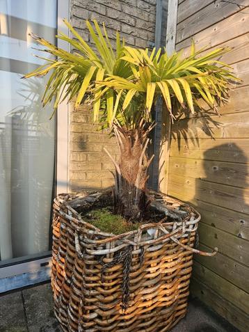 Palmboom Trachycarpus Fortunei  beschikbaar voor biedingen