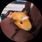 2 Prachtige jonge cavia vrouwtjes., Dieren en Toebehoren, Oktober, Vrouwelijk